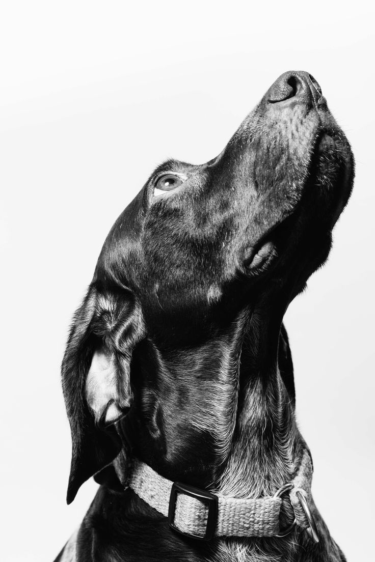 soins bien-être chien- rituels détente chien- hydratation poil chien- apaisement chien- soins combinés canins- stimulation circulation chien- soins holistiques chien- régénération peau chien- relaxation chien- chien zen- bien-être naturel chien- soins premium pour chien- formule bien-être canine- massage chien- spa pour chien - Patte Blanche