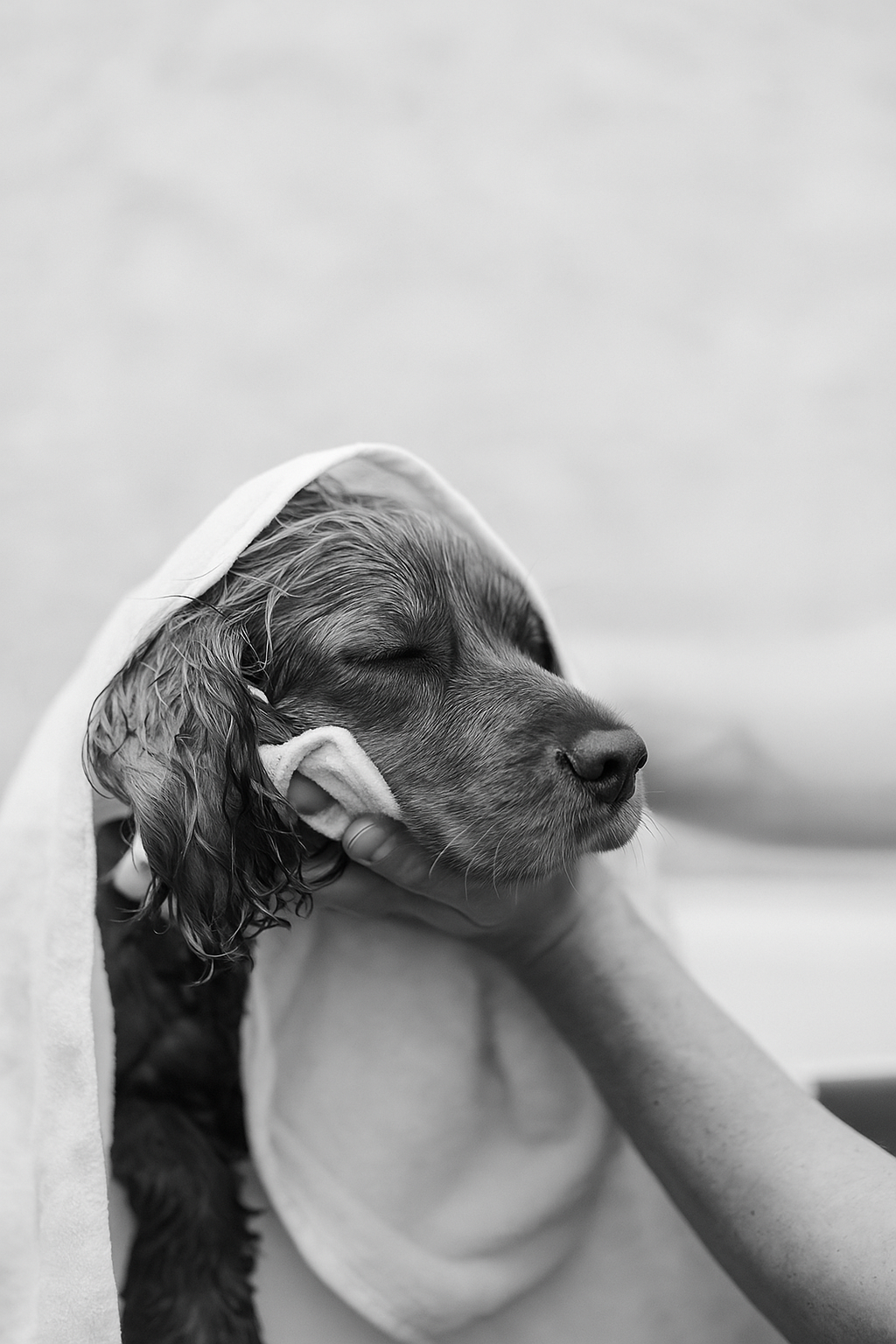 toilettage chien - toilettage spécialisé - coupe ciseaux chien - coupe tondeuse - soins pour chien - bain bio chien - brossage chien - toilettage chien - soins chien - salon de toilettage - hygiène canine - chien propre et soigné - produits naturels chien bien-être animal - toiletteuse professionnelle - Patte Blanche