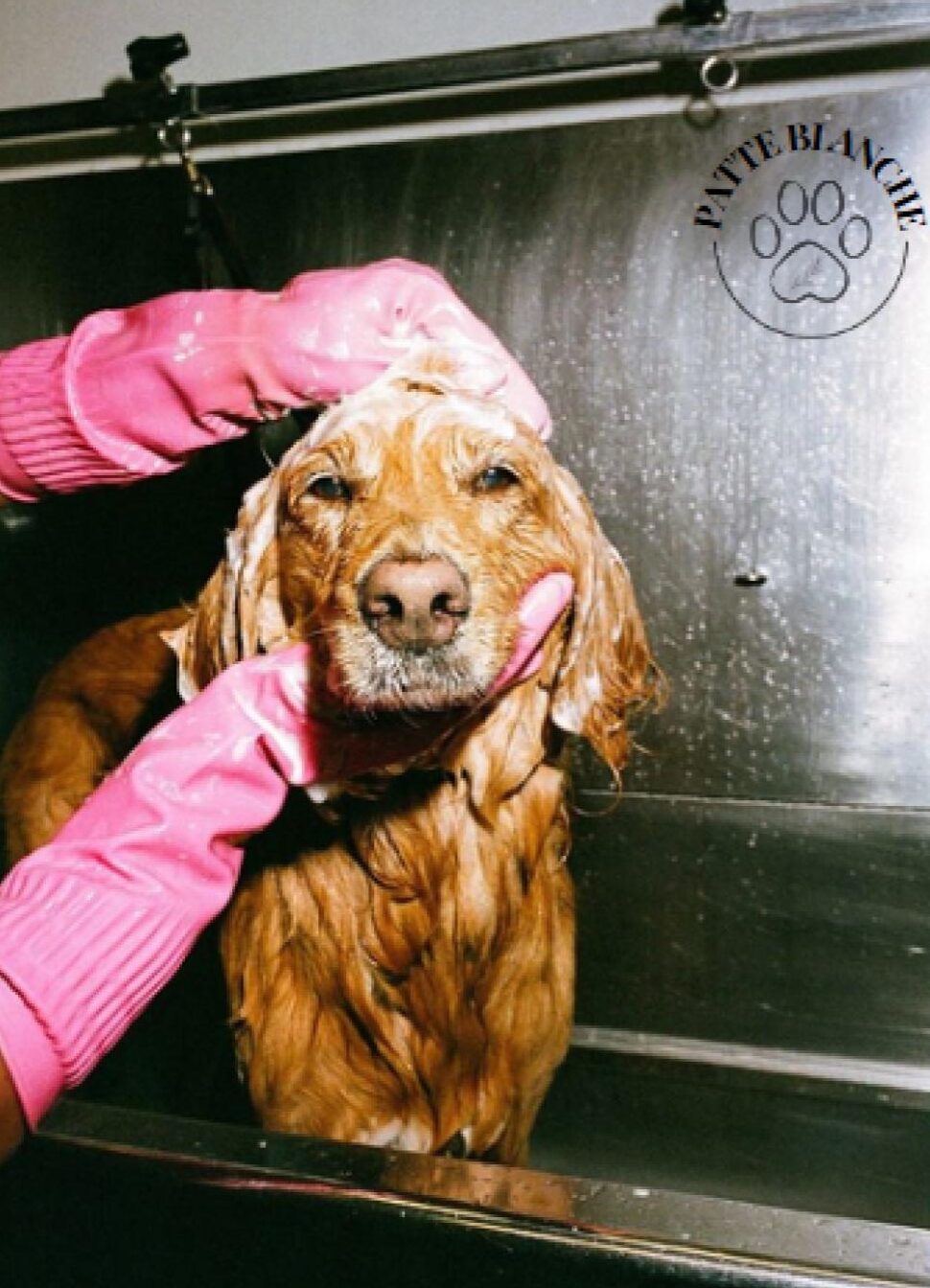 chien - mousse - savon - toilettage - gant-chien-toilettage-soin-propre-content-heureux-bain-poils-salon-eau-sales