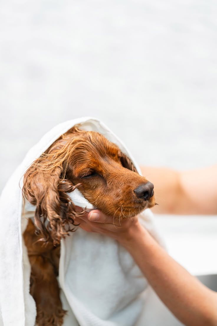 Patte Blanche-toilettage chien-produit bio-chiens propres-bien-être canin-soins naturels-salon de toilettage Lyon-détente après bain-chiens heureux