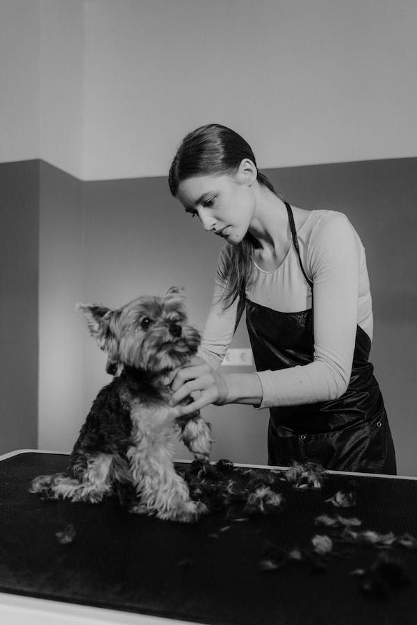 toilettage chien - toilettage classique - coupe ciseaux chien - soins pour chien - bain bio chien - brossage chien - toilettage petit chien - soins coussinets chien - coupe griffes chien - salon de toilettage - hygiène canine - chien propre et soigné - produits naturels chien - bien-être animal - toiletteuse professionnelle - Patte Blanche