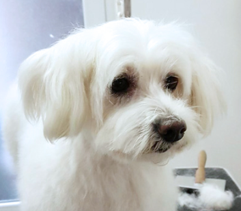 chien blanc après toilettage