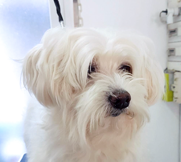 chien blanc avant toilettage