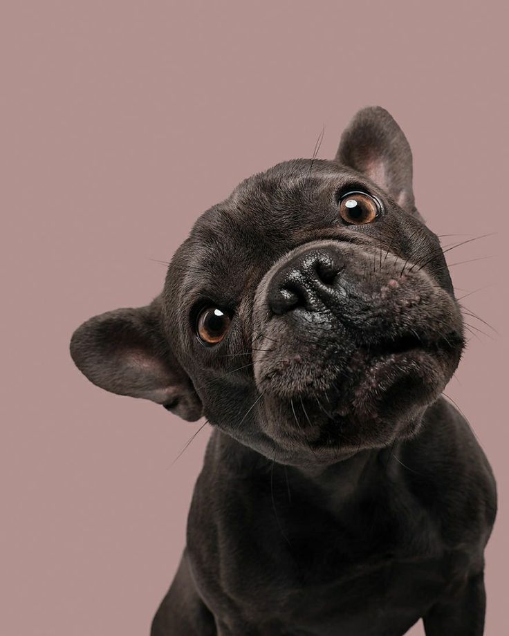 bull dog noir - Patte Blanche - Grille tarifaire - prix - soins classiques - soins chien - animal