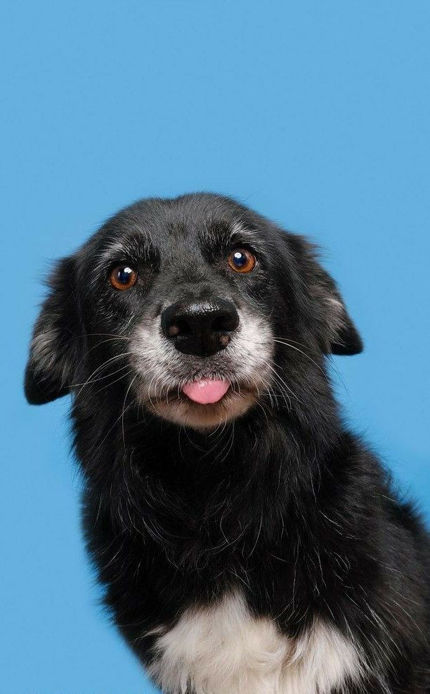 chien - noir et blanc - langue - soins -Patte Blanche - animal - bien être animal - prestation