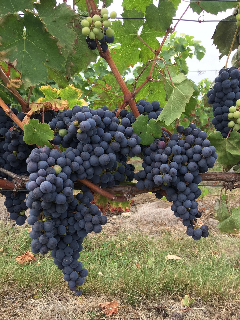black grappe, vine, touraine, field, cluster, fruit, nature, vineyard, france, central region, plant, wine region, great wines