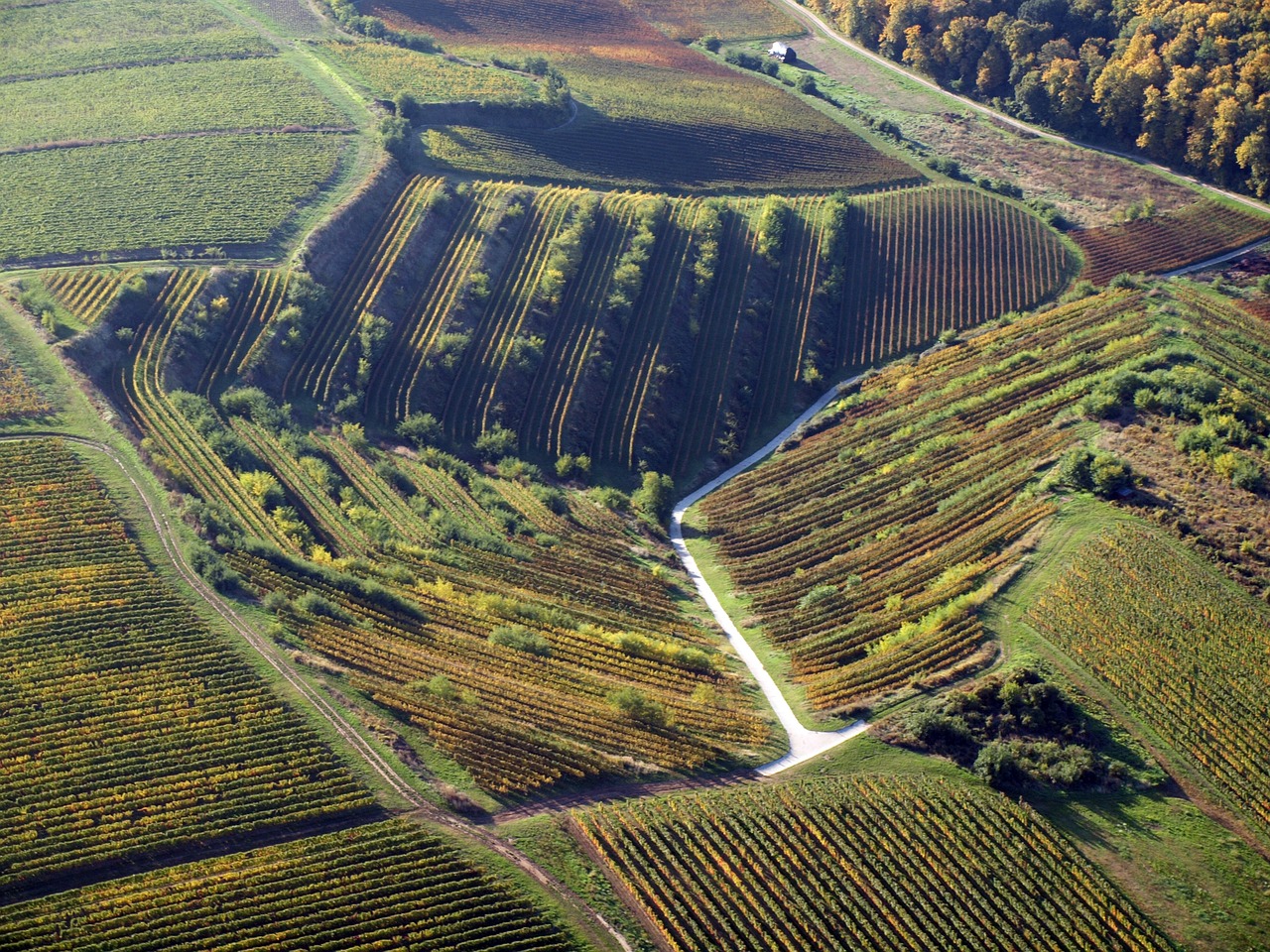 villány wine region, grape, plantation, vineyard, baranya, wine region, villány mountains, terrace, villány wine region, villány wine region, villány wine region, villány wine region, villány wine region