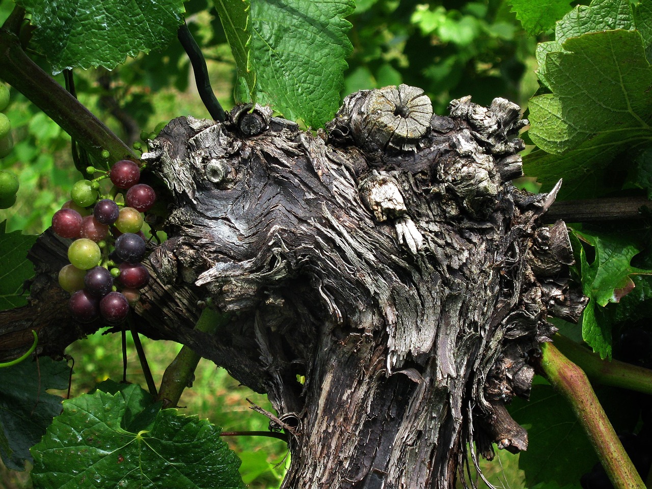 grape, grapevine, wine, vine, rebstock, wine region, vineyard, winery, scion, cultivate, wine, vineyard, vineyard, vineyard, vineyard, vineyard, winery