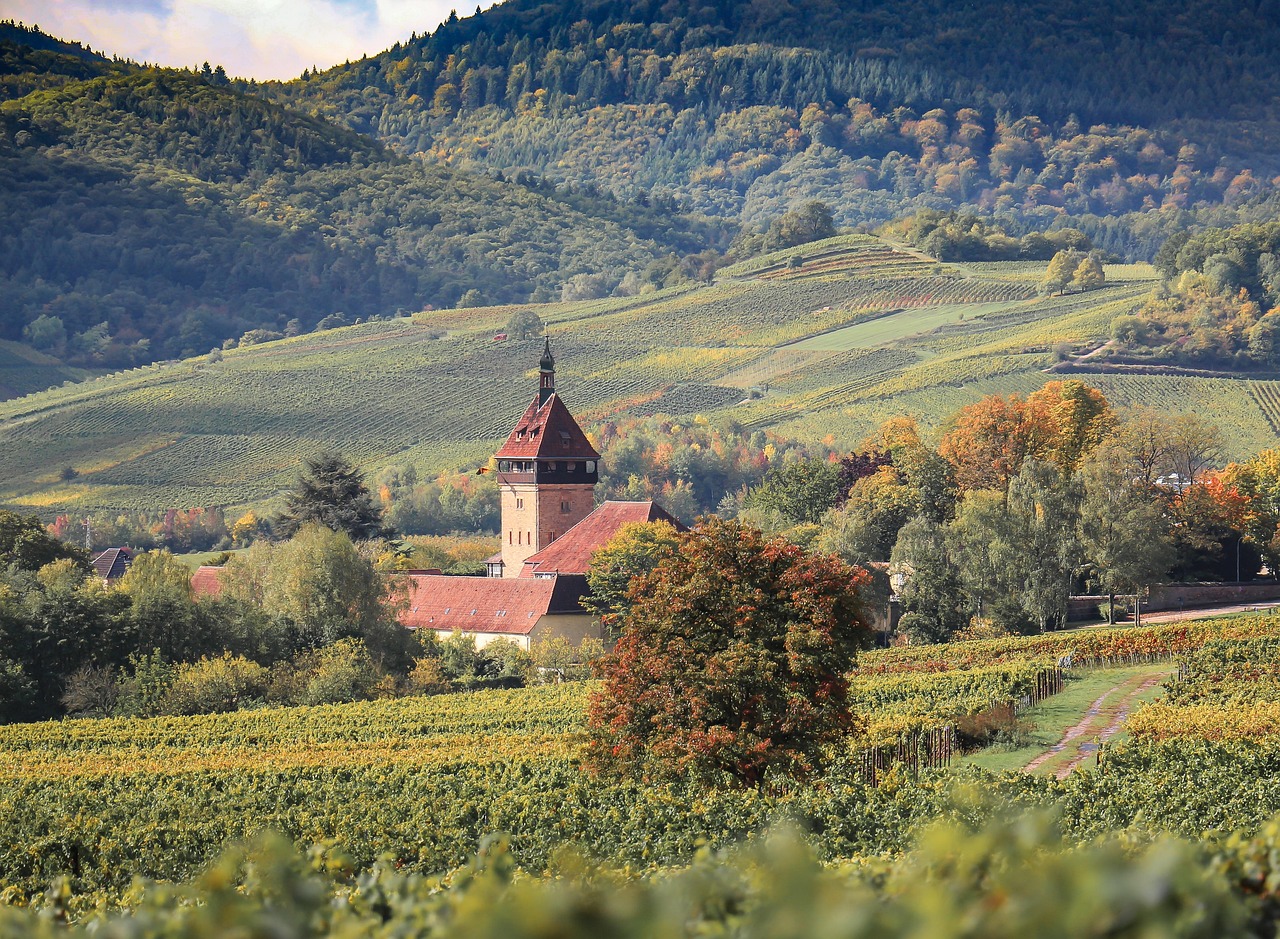 agriculture, landscape, nature, vineyard, hill, fall, wine-growing area, palatinate