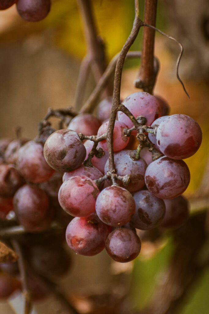Close-up view of ripe purple grapes hanging on the vine, ideal for food and wine imagery.