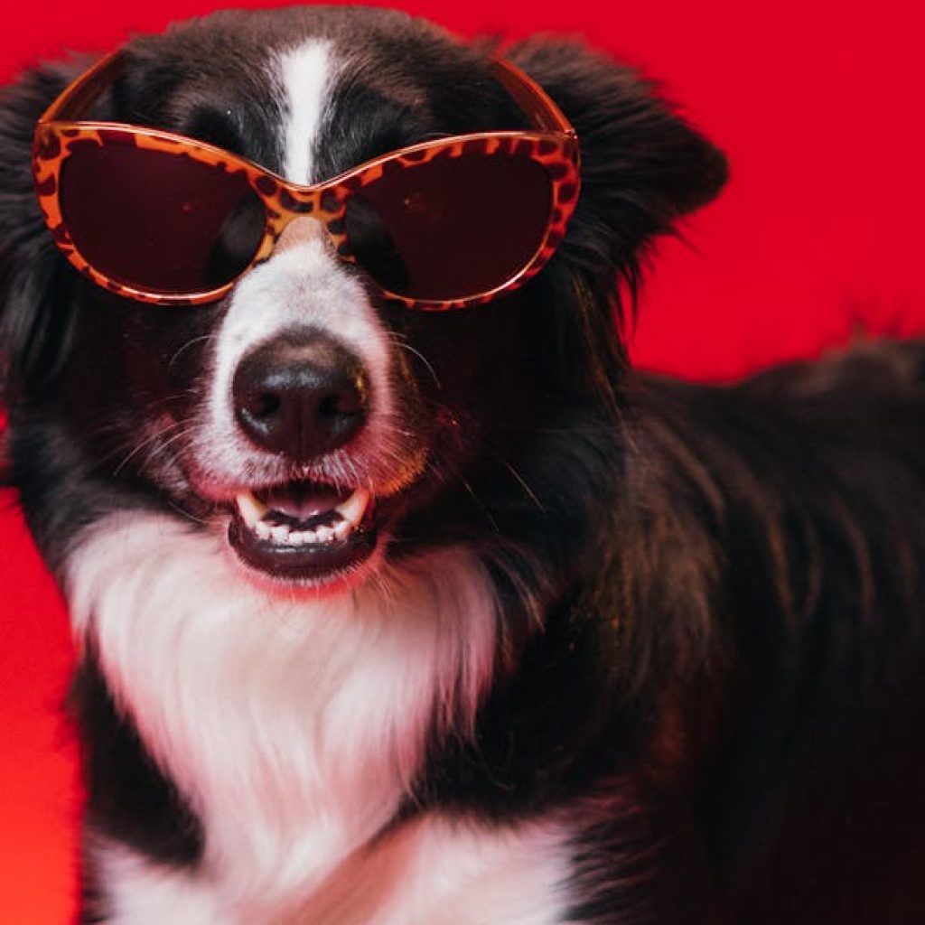 pexels-photo-7678409-7678409 Adorable Border Collie posing in sunglasses on a vibrant red studio background.